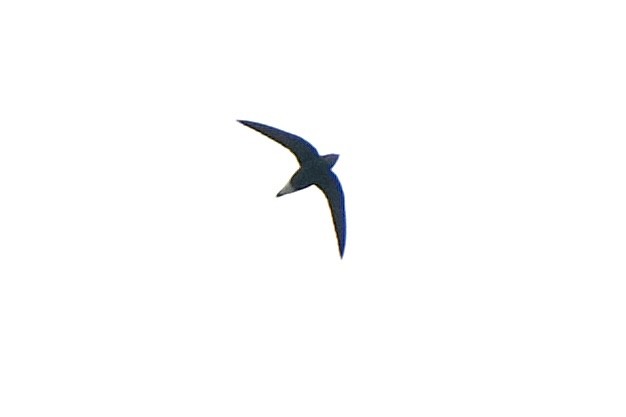 Silver-backed Needletail - ML626316106