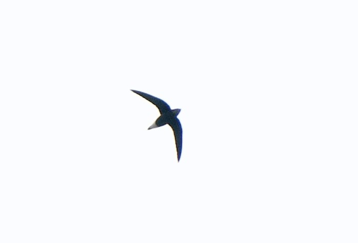 Silver-backed Needletail - ML626316107