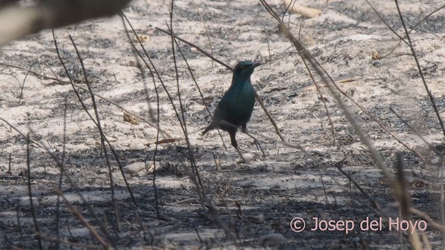 Greater Blue-eared Starling - ML626316126