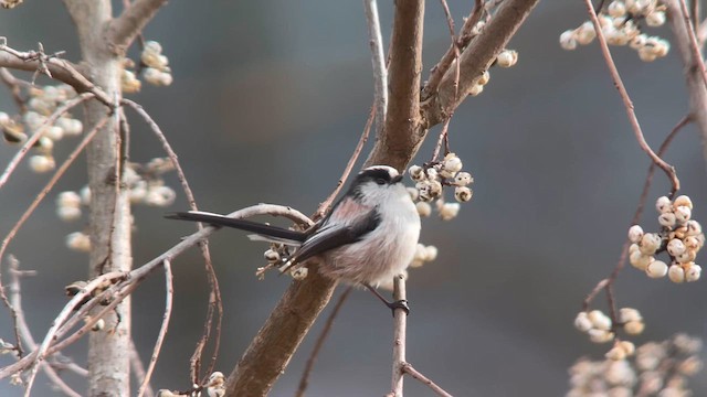 Сүүлт хөх бух - ML626316420