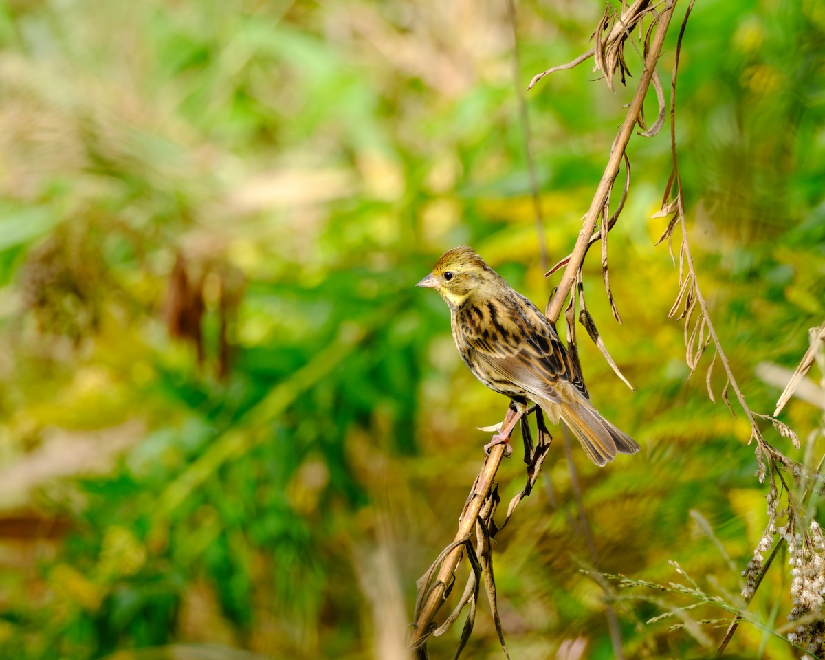 Black-faced/Masked Bunting - ML626316570