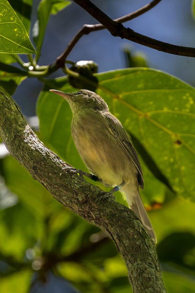 Rousserolle des Seychelles - ML626316897