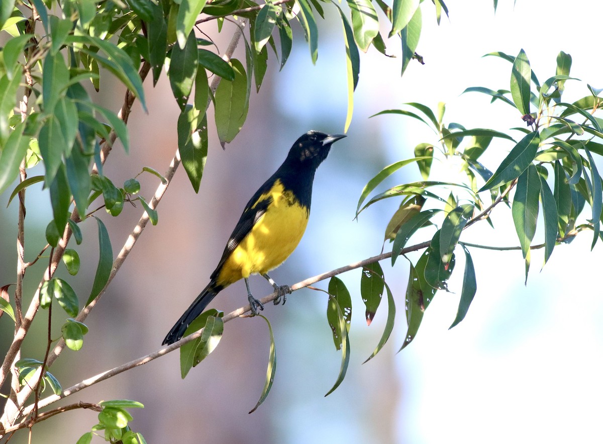 Bahama Oriole - ML626317095