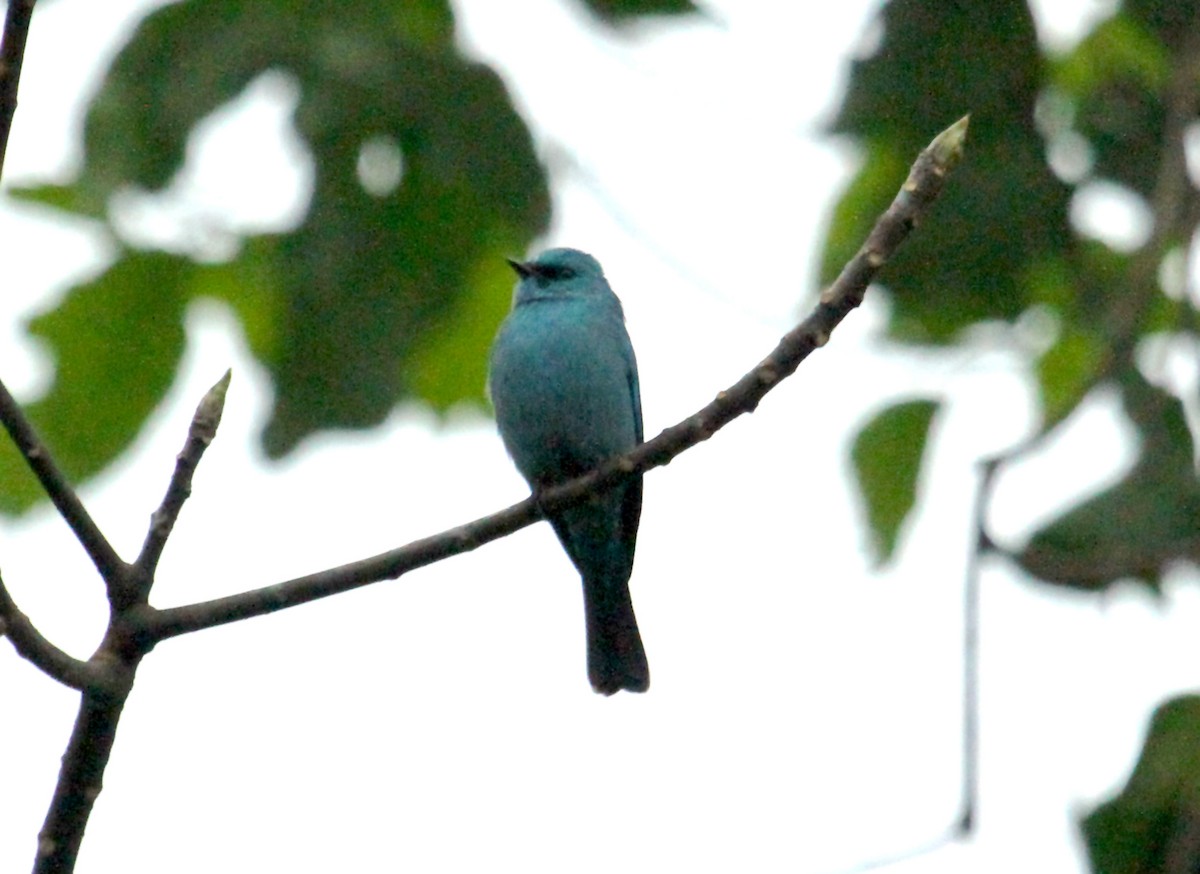 Verditer Flycatcher - ML626317125