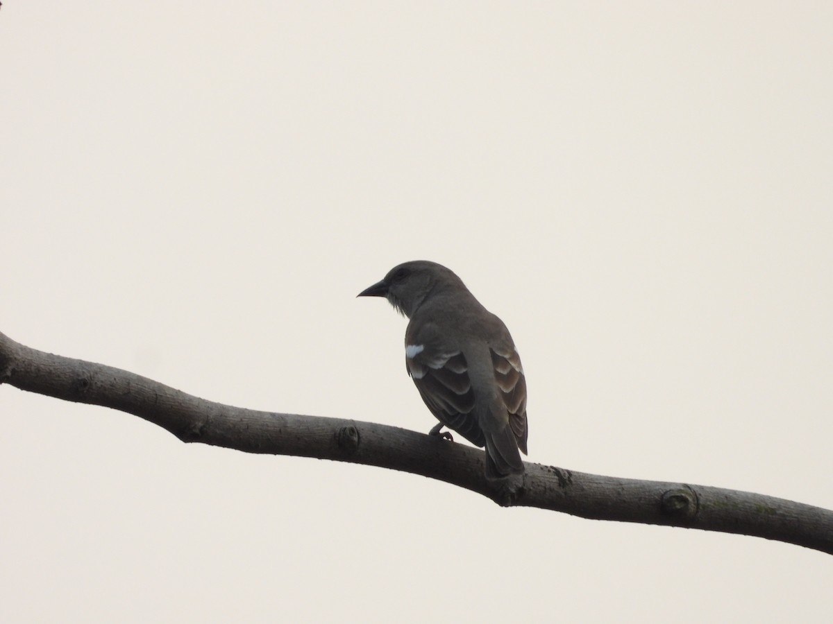 Yellow-throated Sparrow - ML626317221