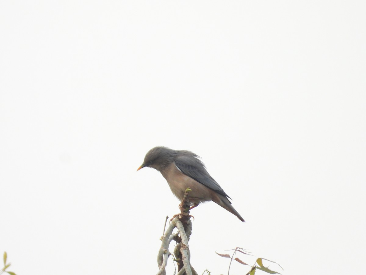 Chestnut-tailed Starling - ML626317224