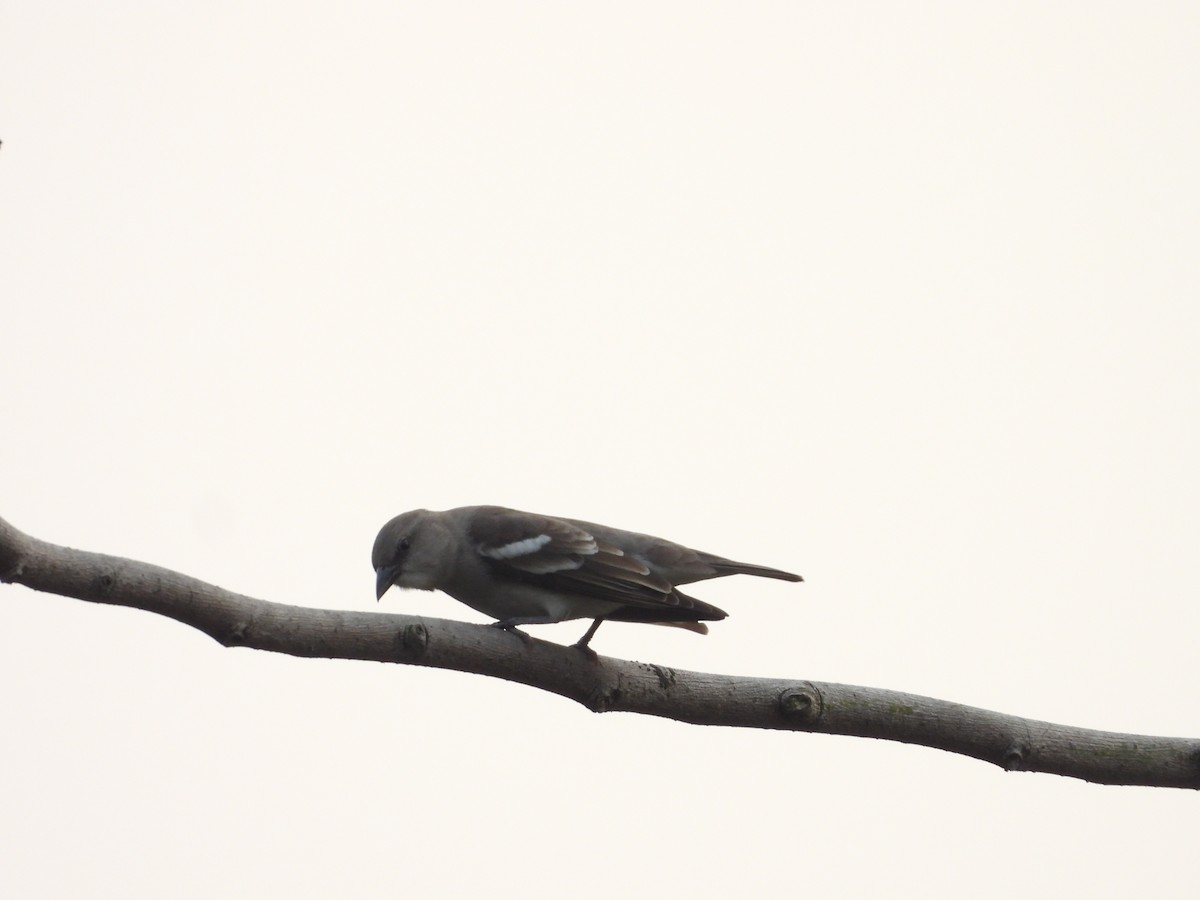 Yellow-throated Sparrow - ML626317230