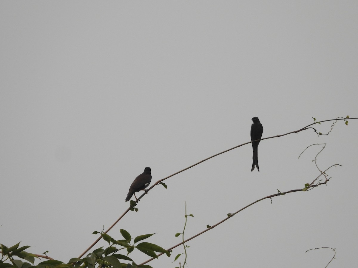 Хар доронго - ML626317249