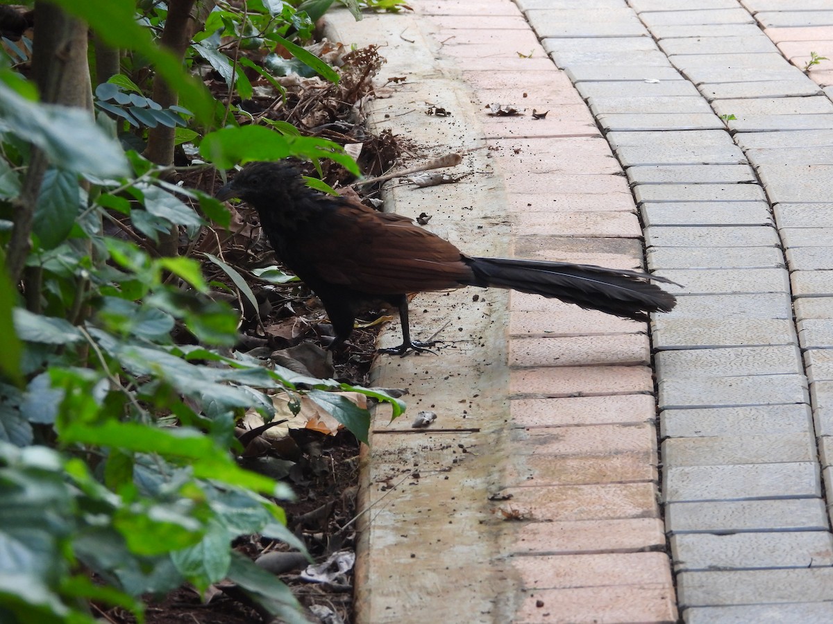 Greater Coucal - ML626317253