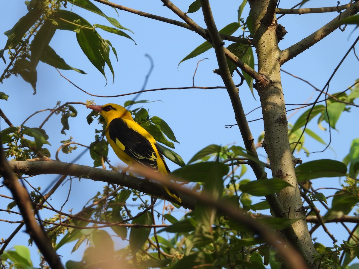 Indian Golden Oriole - ML626317269