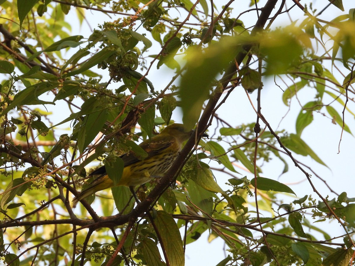 Indian Golden Oriole - ML626317275