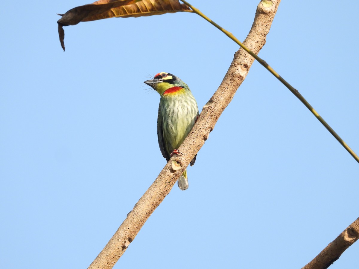 Coppersmith Barbet - ML626317277