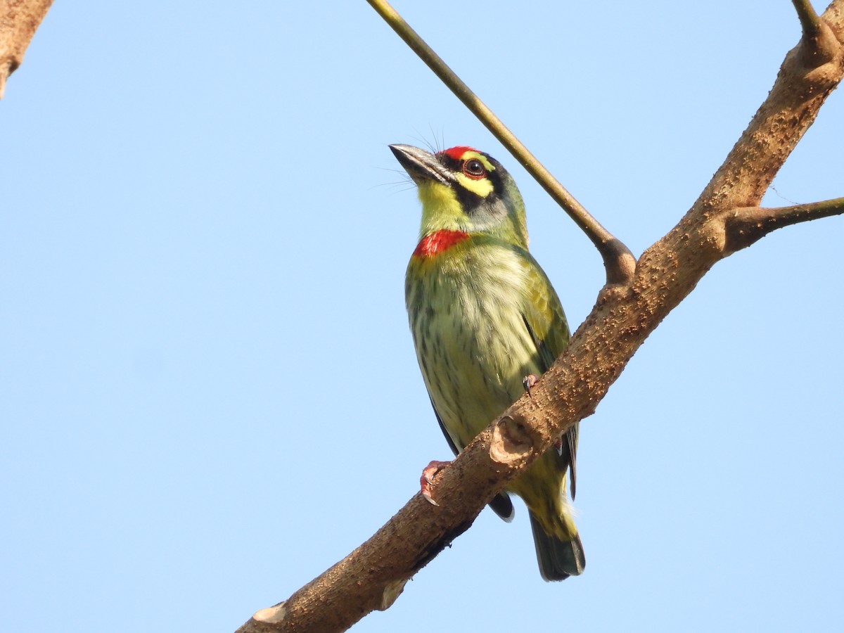Coppersmith Barbet - ML626317279