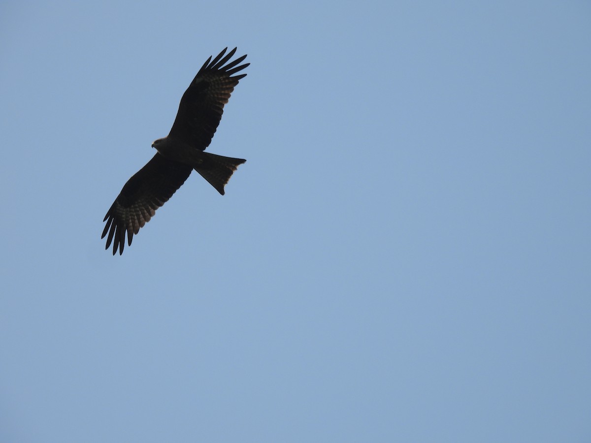 Сохор элээ - ML626317282