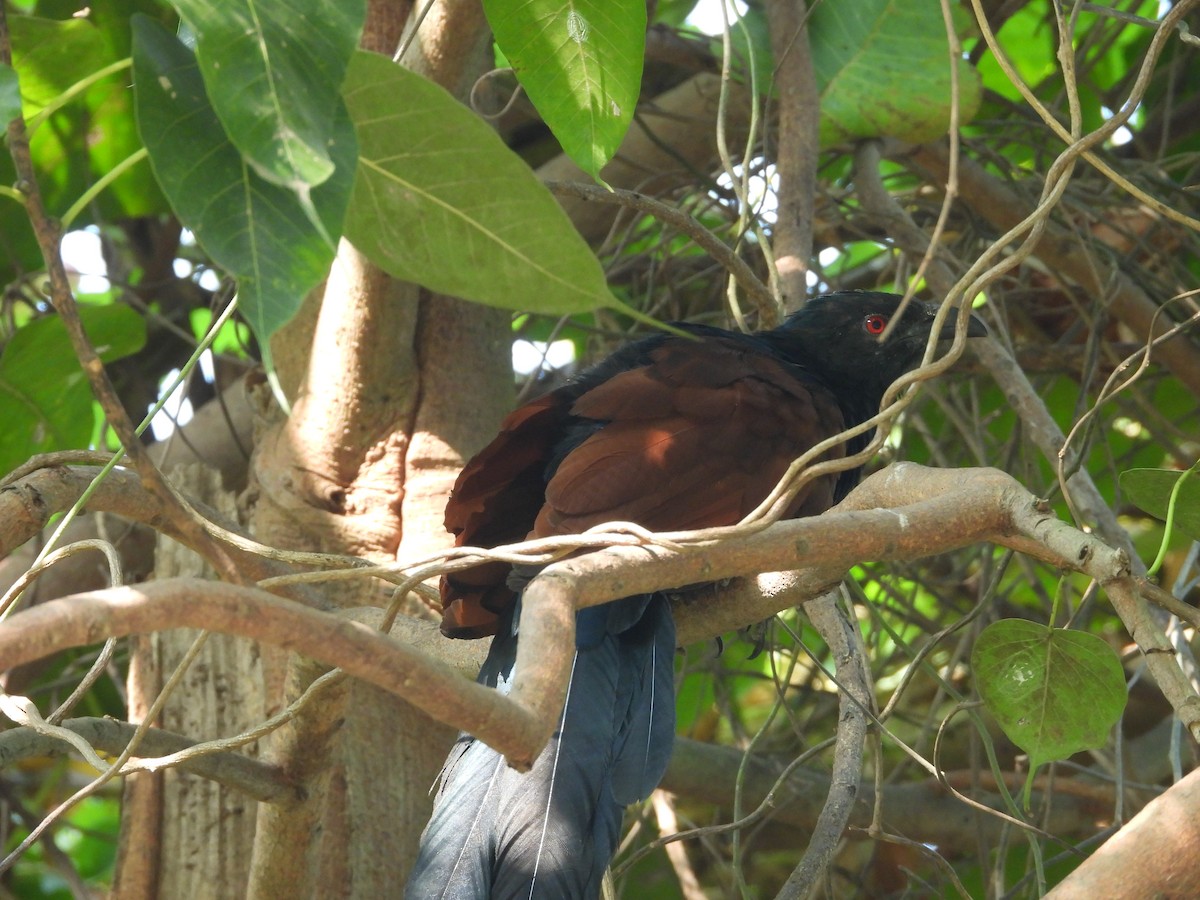 Greater Coucal - ML626317288