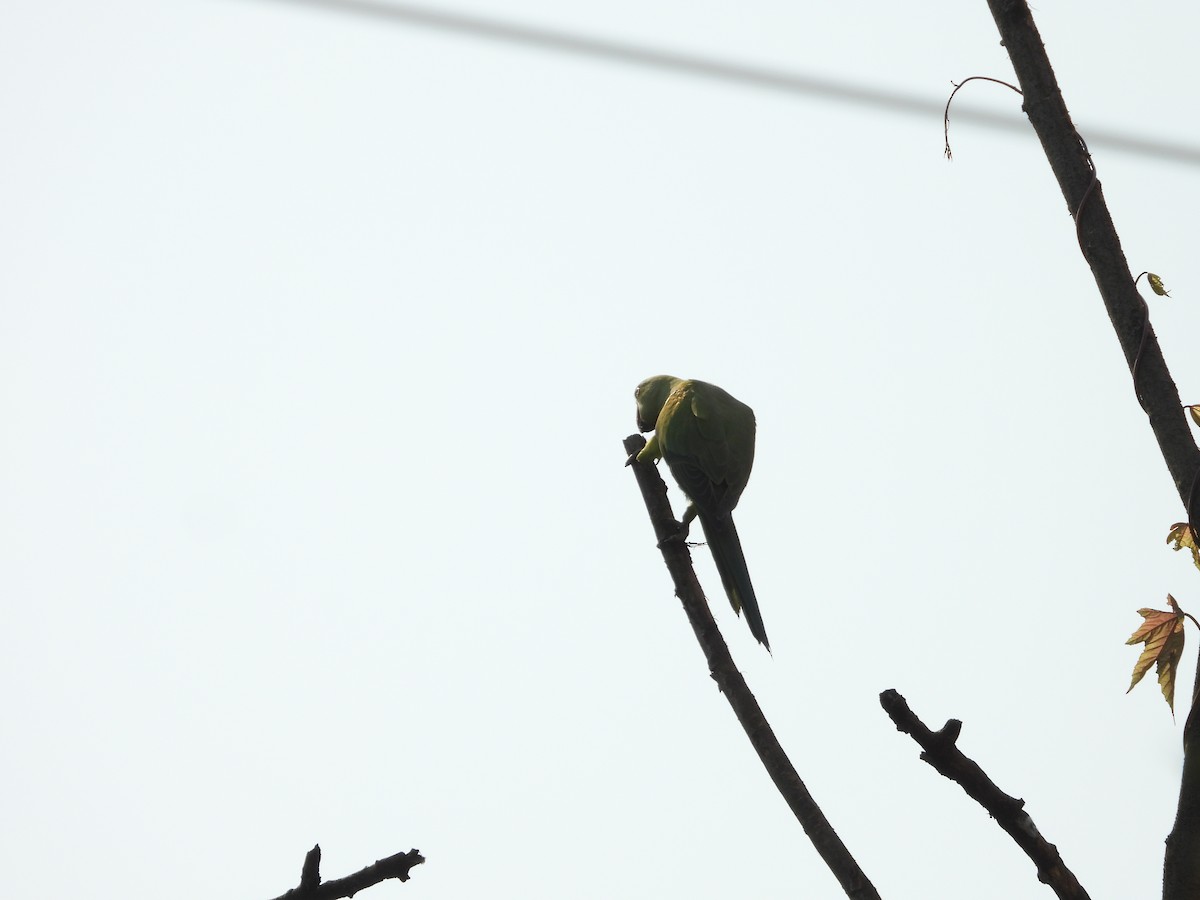Rose-ringed Parakeet - ML626317290