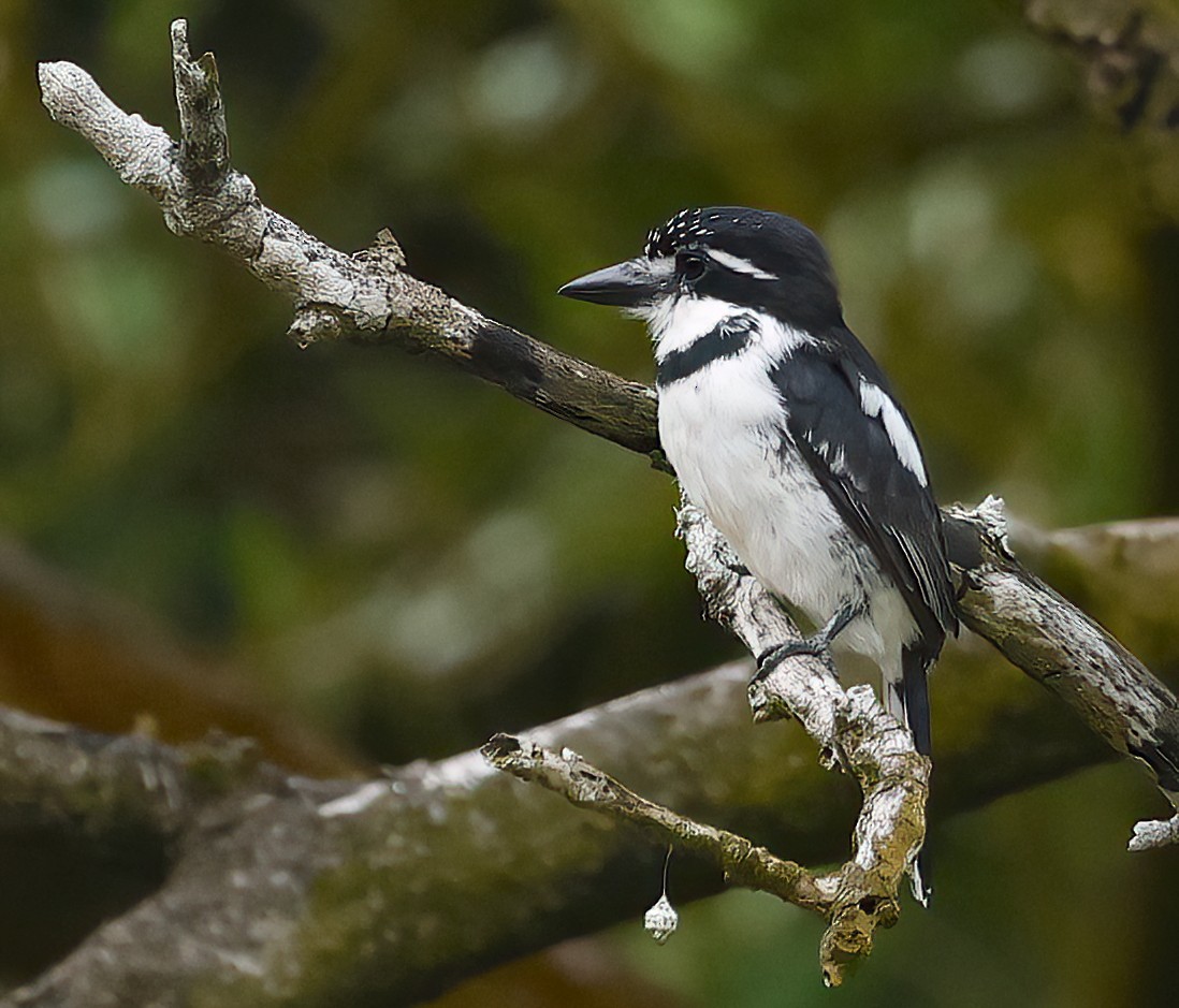 Pied Puffbird - ML626317307