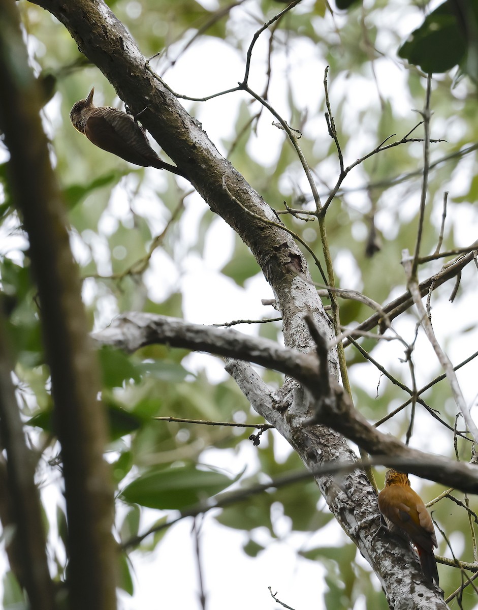 Red-rumped Woodpecker - ML626317308