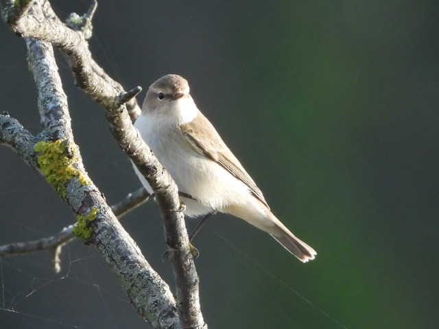 Common Chiffchaff (Siberian) - ML626317314