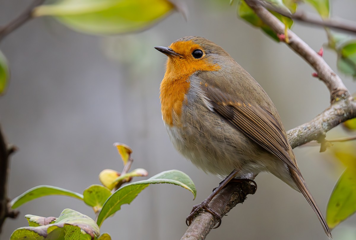 European Robin - ML626317354