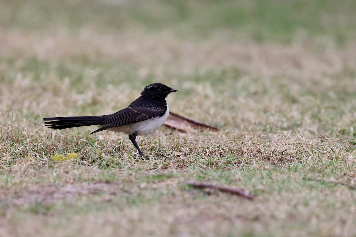 Willie-wagtail - ML626317639