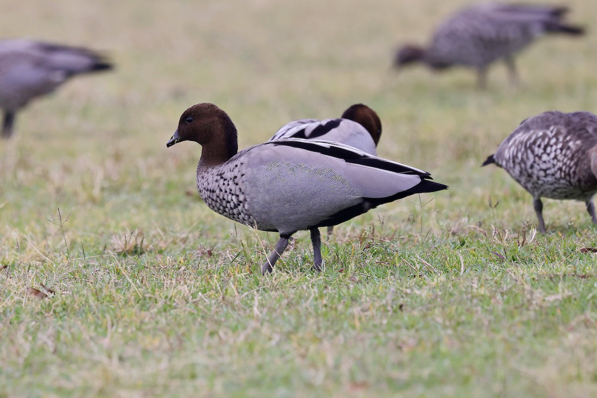 Maned Duck - ML626317688
