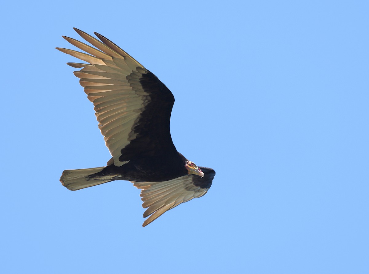 Lesser Yellow-headed Vulture - ML626317794