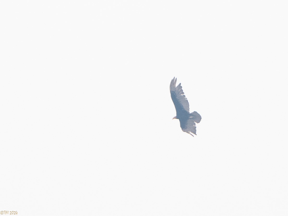 Lesser Yellow-headed Vulture - ML626317901