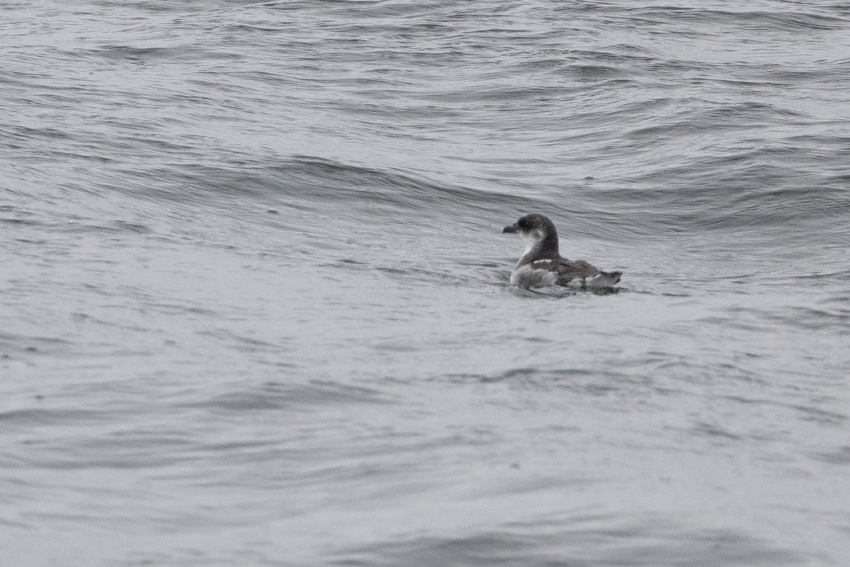 Peruvian Diving-Petrel - ML626318195