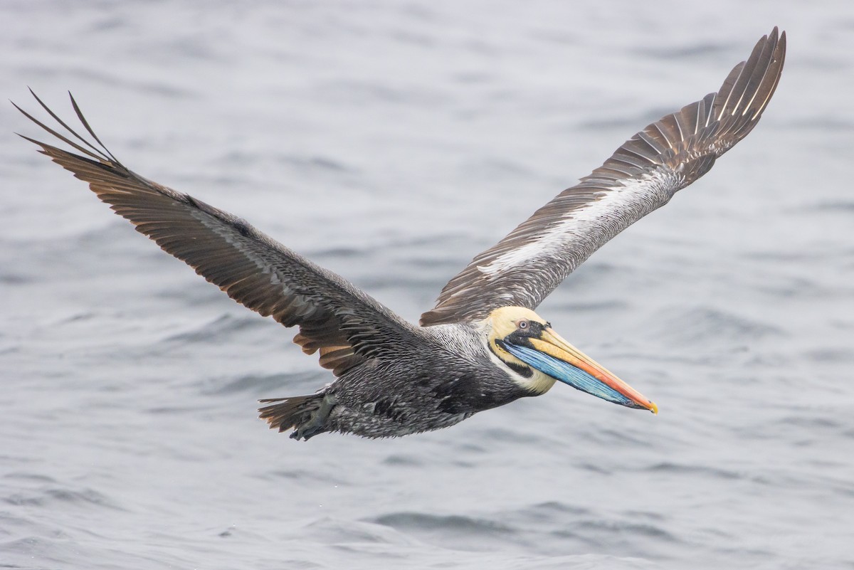 Peruvian Pelican - ML626318202