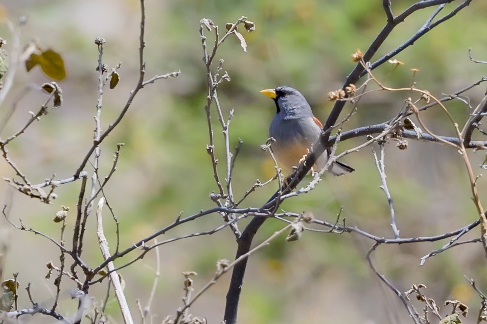 Great Inca-Finch - ML626318243