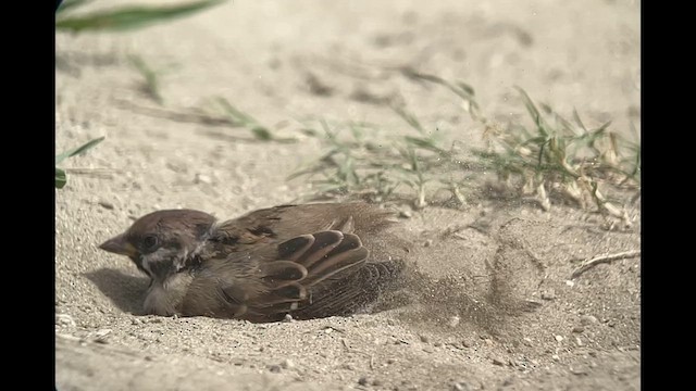 Eurasian Tree Sparrow - ML626318249