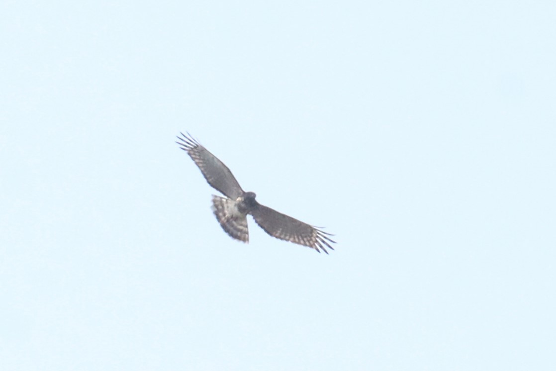 Madagascar Cuckoo-Hawk - ML626318477
