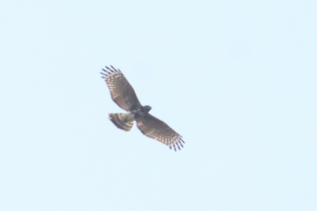 Madagascar Cuckoo-Hawk - ML626318478