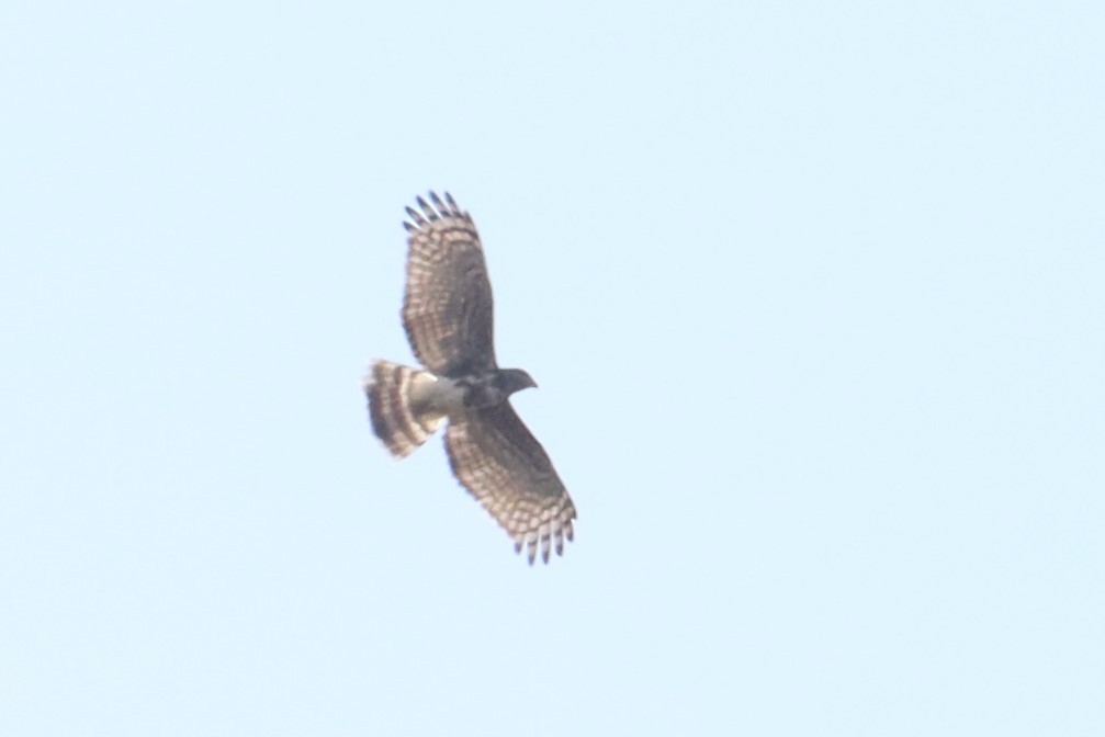 Madagascar Cuckoo-Hawk - ML626318479