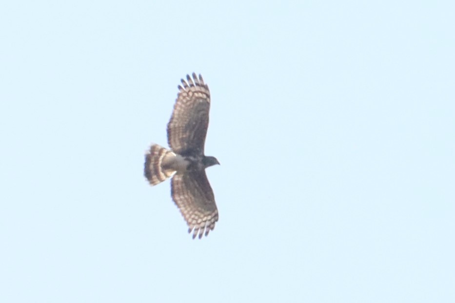 Madagascar Cuckoo-Hawk - ML626318480