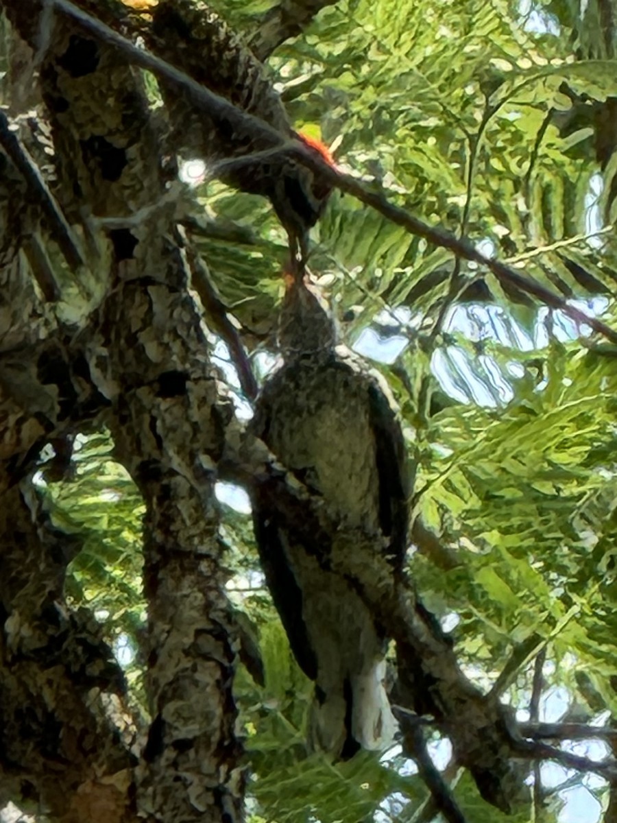 Scaly-throated Honeyguide - ML626318581