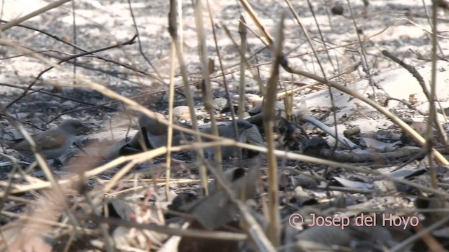 Northern Gray-headed Sparrow - ML626318615