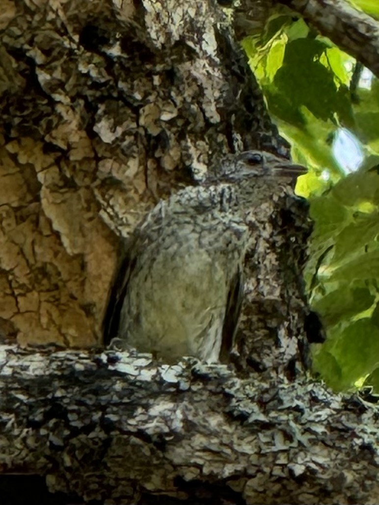 Scaly-throated Honeyguide - ML626318618