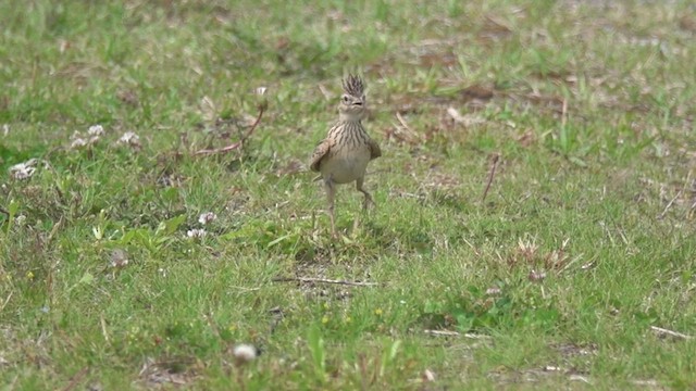 Eurasian Skylark - ML626318751