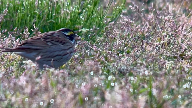 Yellow-browed Bunting - ML626318774