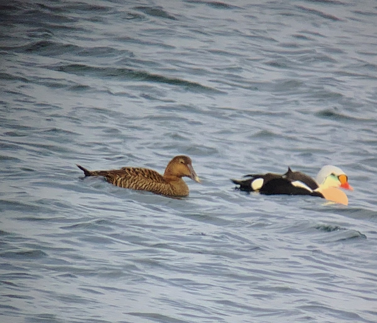 אדרית מלכותית - ML626318828