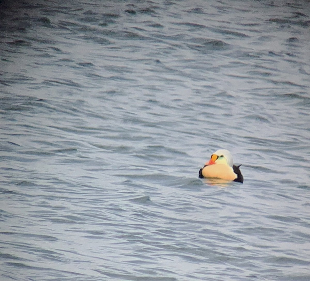 אדרית מלכותית - ML626318830