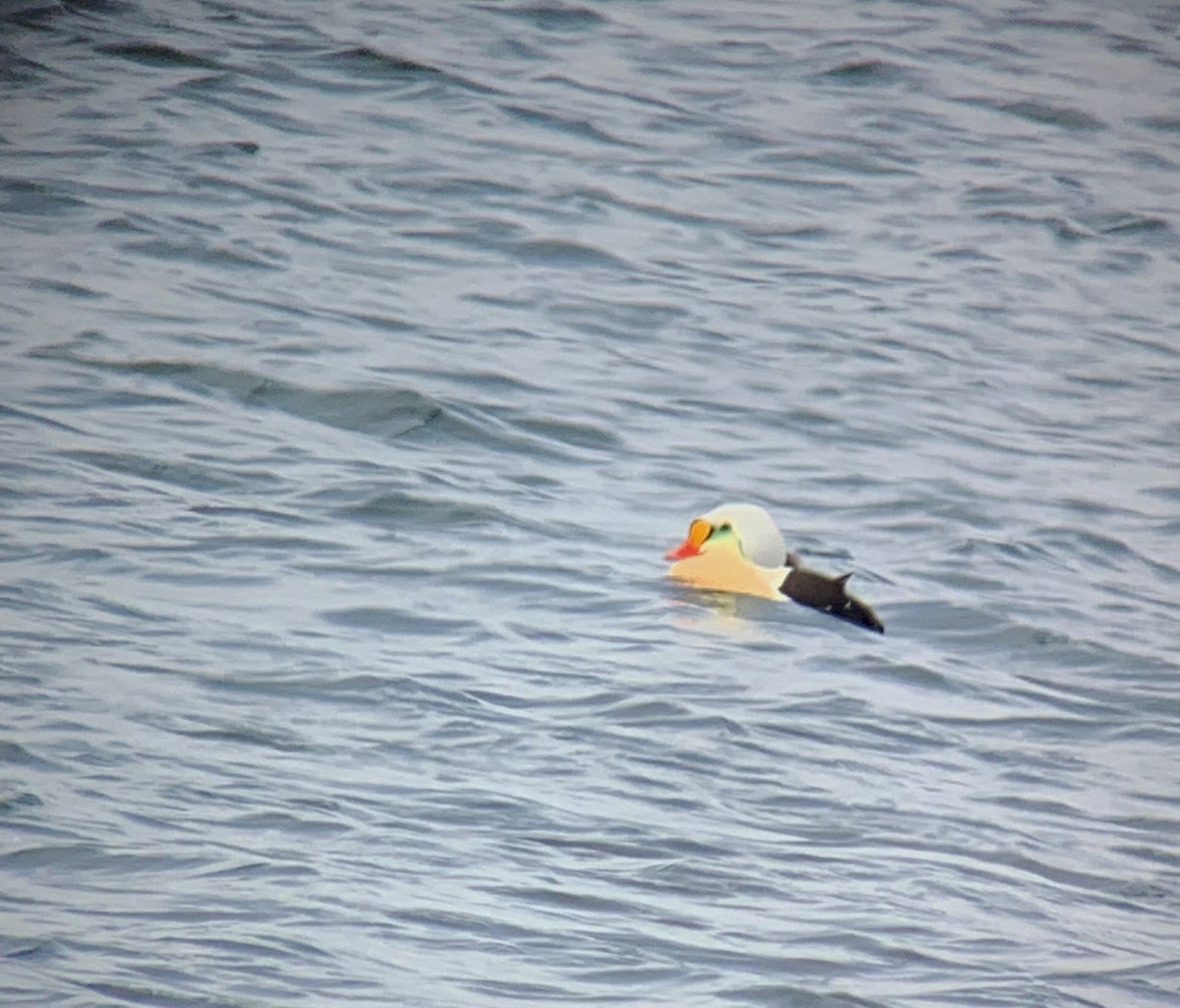 אדרית מלכותית - ML626318832