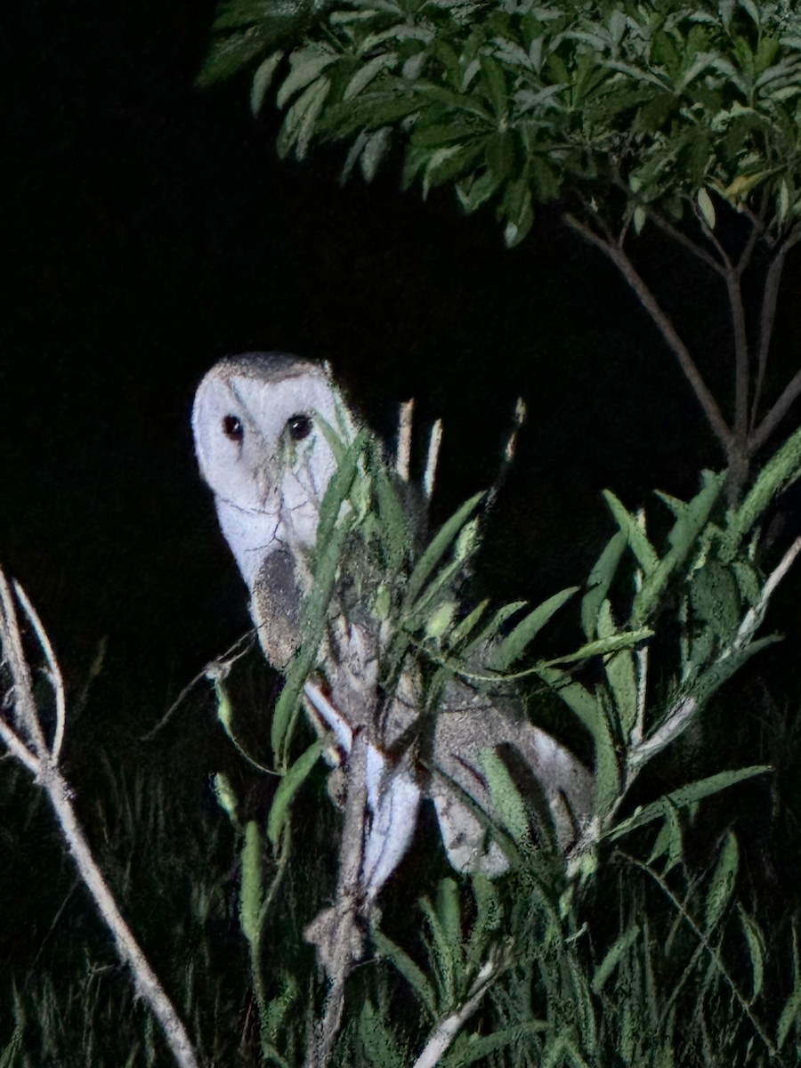 Eastern Barn Owl - ML626318841