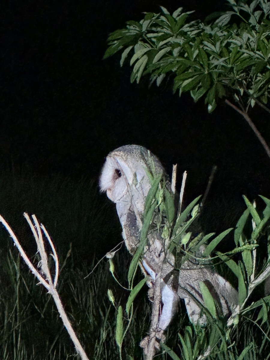 Eastern Barn Owl - ML626318842
