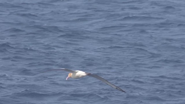 Short-tailed Albatross - ML626318885