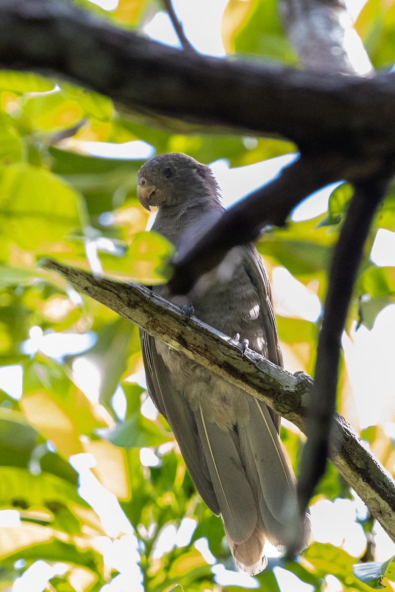 Seychelles Parrot - ML626318886