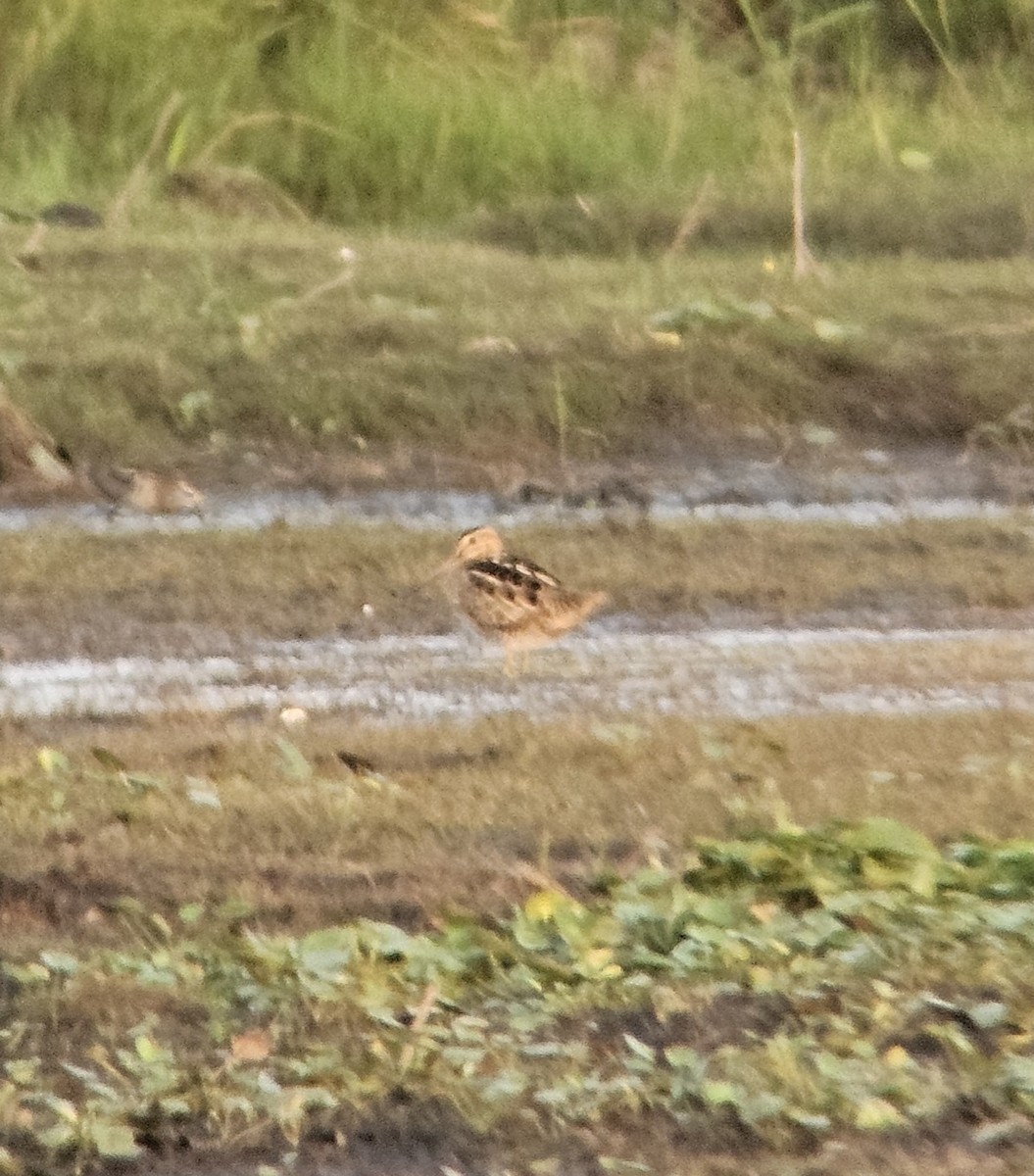 Шугуйн хараалж - ML626318906