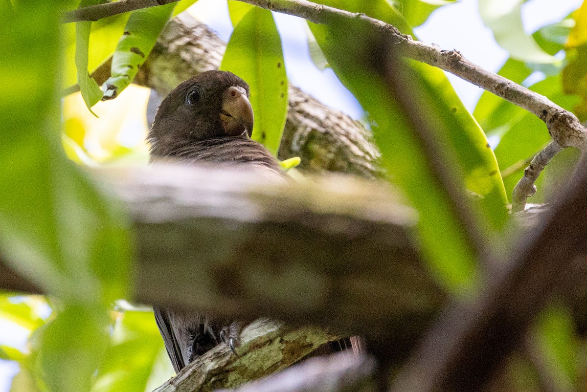 Seychelles Parrot - ML626318925